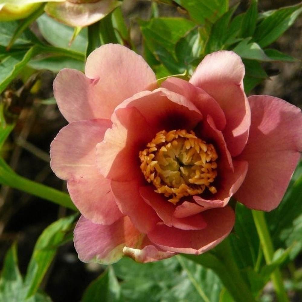 Old Rose Dandy - Syringa Samen- und Pflanzenshop