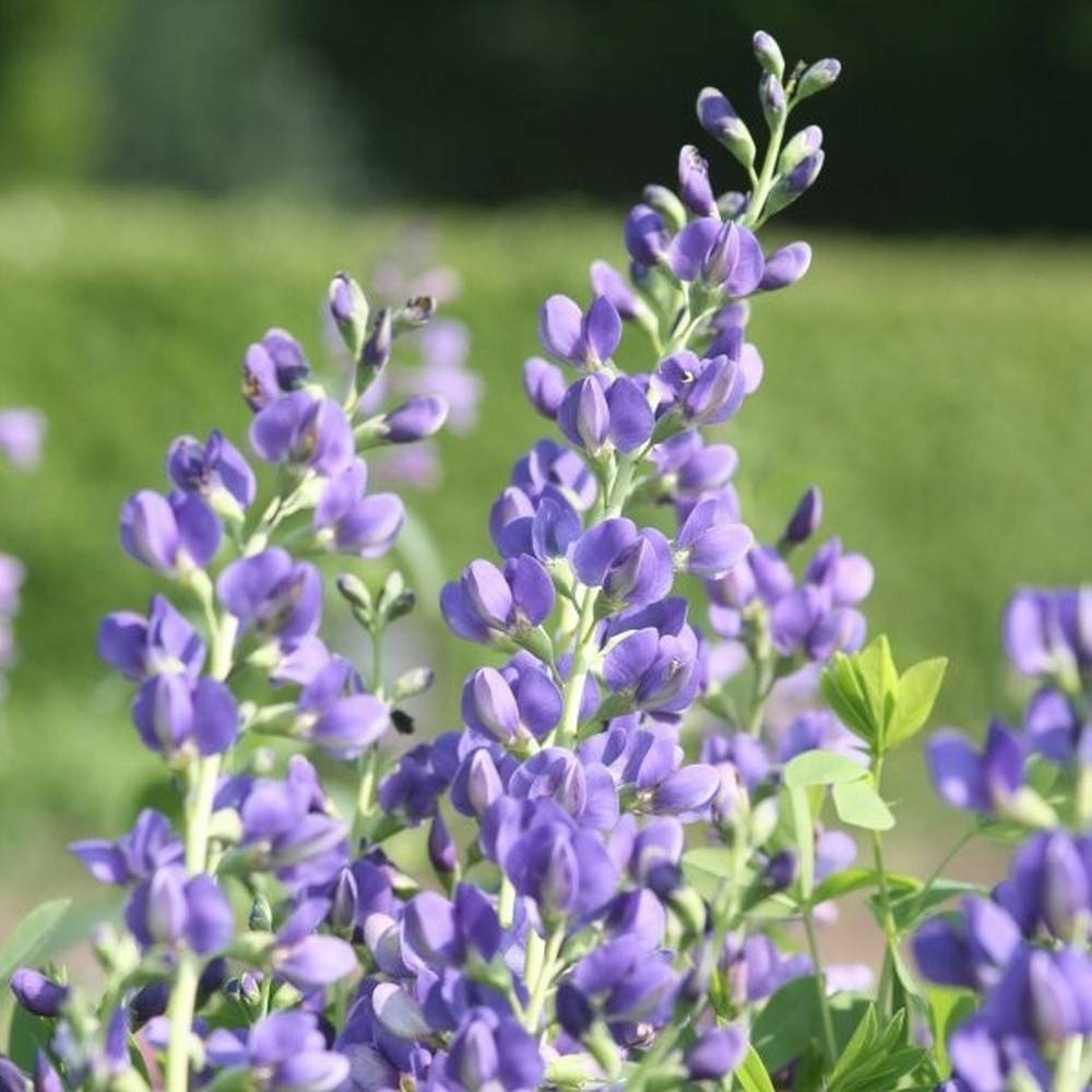 falscher-indigo-bio-saatgut-syringa-samen-und-pflanzenshop
