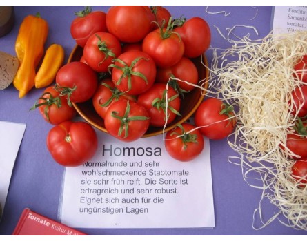 Tomate, Homosa (Bio-Saatgut)
