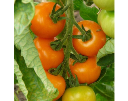 Tomate, Orange bourgoin
