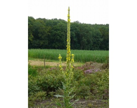 Großblütige Königskerze (Verbascum densiflorum)