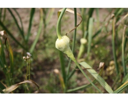 Korea-Knoblauch (Allium sativum var. ophioscorodon)