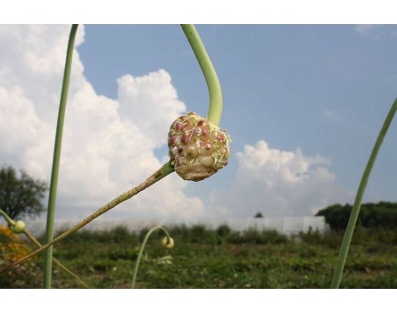Rocambole (Allium sativum var.ophioscorodon)