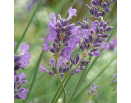 Lavendel-Sorte (Lavandula angustifolia 'Dwarf Blue')