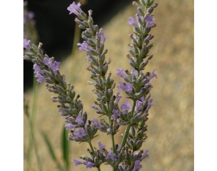 Provence-Lavendel (Lavandula x intermedia 'Fragrant Memories')