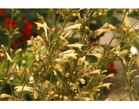 Agastache hybrida 'Kudos Yellow', Duftnessel 'Kudos Yellow'
