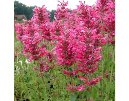Agastache-Auslese (Agastache mexicana 'Red Fortune')