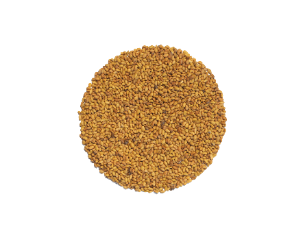 Bio Alfalfa Samen (50g) für das Sprossenglas