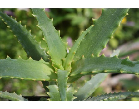 Baum-Aloe (Aloe arborescens)