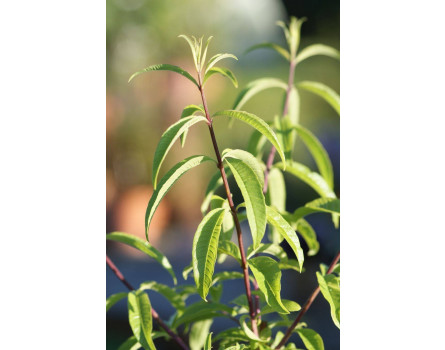 Zitronenverbene - Aloysia triphylla