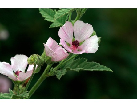 Althaea officinalis 'Rosea' (Eibisch, rosa)