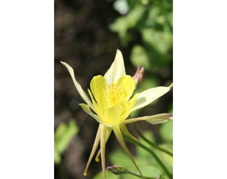 Aquilegia chrysantha (Gelbe Akelei)