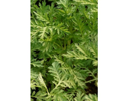 Einjähriger Beifuß (Artemisia annua)