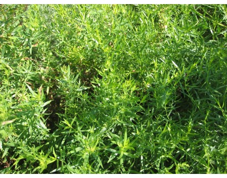Estragon (Artemisia dracunculus)