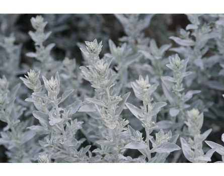 Artemisia ludoviciana (Silber-Wermut)