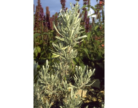 Steppen-Beifuss (Artemisia tridentata)