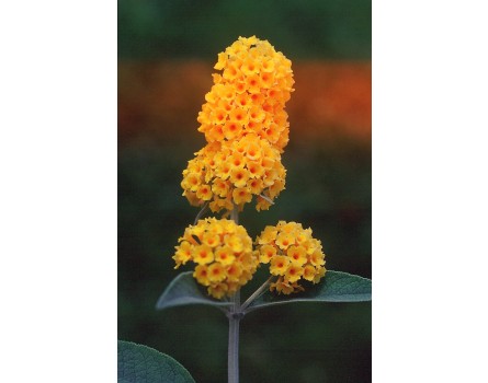 Buddleia x weyeriana 'Golden Glow' (Schmetterlingsflieder 'Golden Glow')