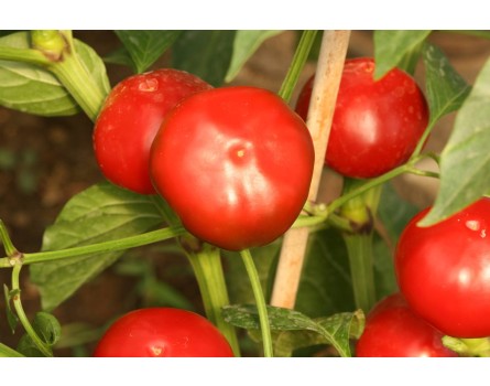 Chili 'Cherry Bomb' (Bio-Saatgut)