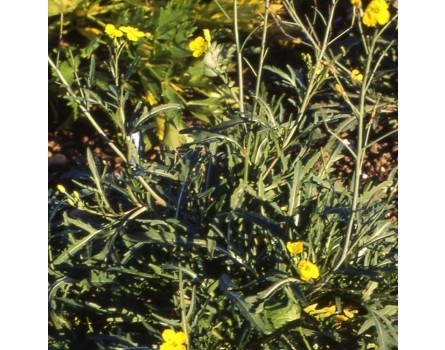 Rucola (Eruca vesicaria)