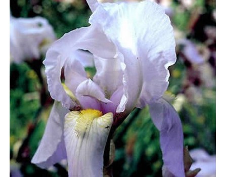 Veilchenwurzel (Iris florentina)