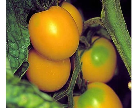 Tomaten-Sorte Laternchen