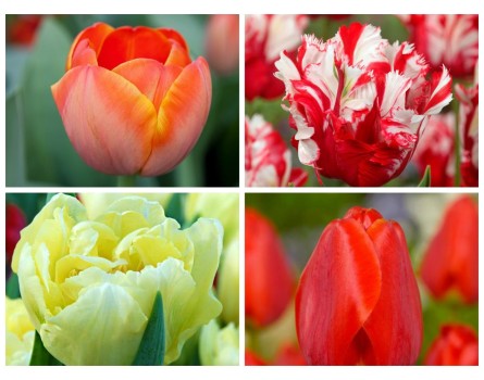 Dufte Tulpen für Garten und Kübel
