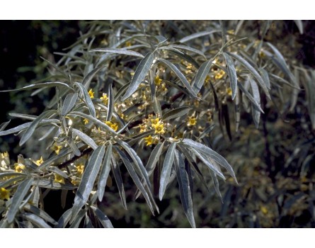 Schmalblättrige Ölweide (Eleagnus angustifolia)