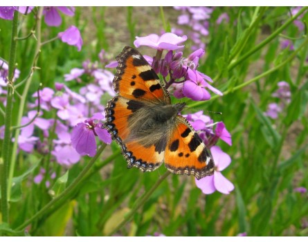 Mischung 14: Schmetterlings- und Wildbienensaum