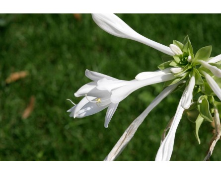 Lilien-Funkie (Hosta plantaginea 'Grandiflora')