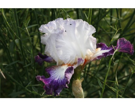 Iris barbata elatior 'Aurelie' (Hohe Bartiris 'Aurelie')