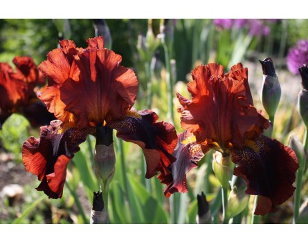  Iris barbata elator 'Wine and Roses', Hohe Schwertlilie 'Wines and Roses'