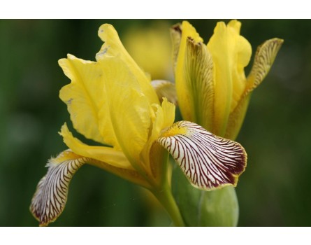 Bunte Schwertlilie (Iris variegata 'Hohentwiel')