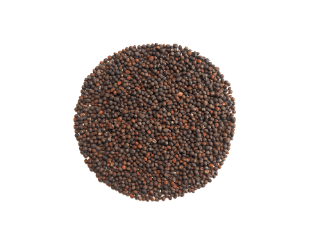Bio Roter Kohlrabi Samen (50g) für das Sprossenglas