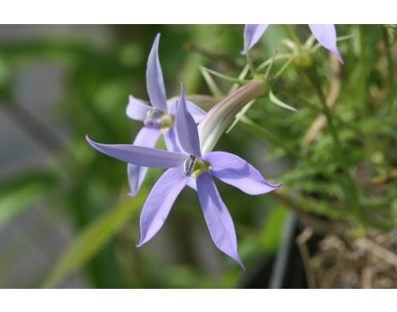Laurentia axillaris (Sternenblume)