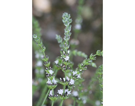 Lavendel-Auslese (Lavandula angustifolia 'Alba')