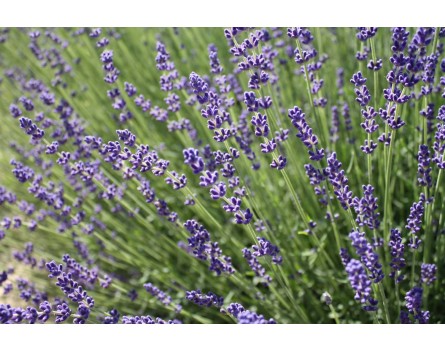 Lavendel-Auslese (Lavandula angustifolia 'Siesta')