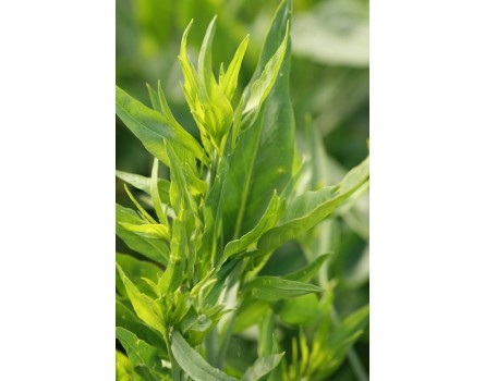 Pfefferkraut (Lepidium latifolium 'Hohentwiel')