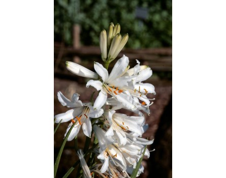 Madonnenlilie (Lilium candidum)