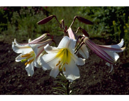 Königslilie (Lilium regale)