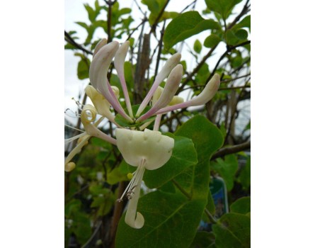 Geißblatt (Lonicera caprifolium)