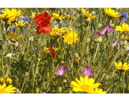 Sommerblumenmischung, Ackerbegleitflora, Blühmischung, Blühstreifen