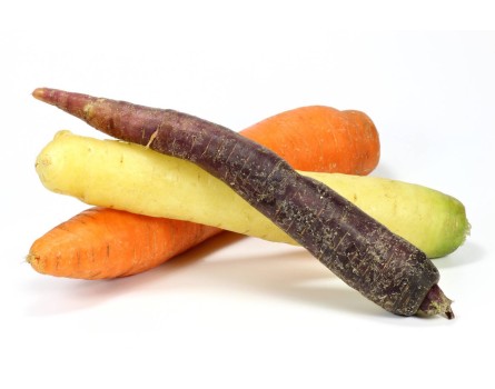 Daucus carota 'Jaune de Doubs'