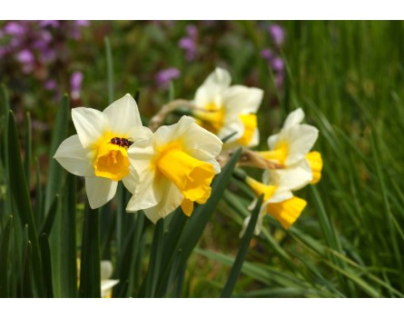 Narcissus jonquilla 'Golden Echo' (Jonquilla Narzisse)