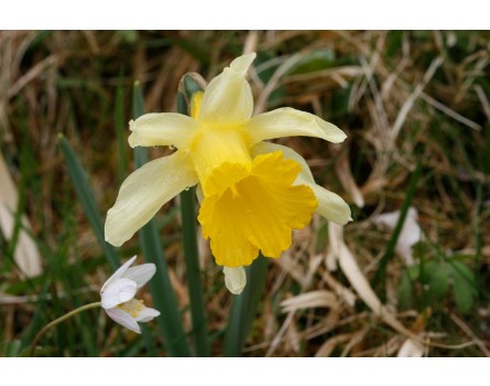 Gelbe Narzisse (Narcissus pseudonarcissus)