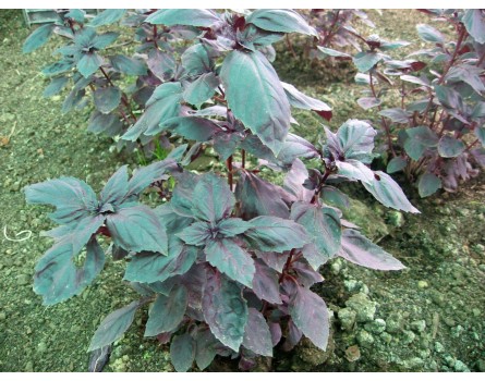 Purpur Basilikum (Ocimum basilicum 'Purpureum')