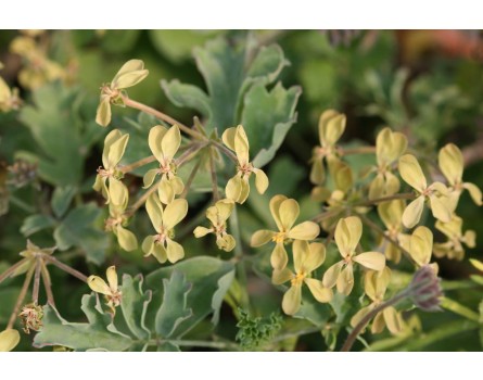 Pelargonium gibbosum (Abendduftpelargonie)