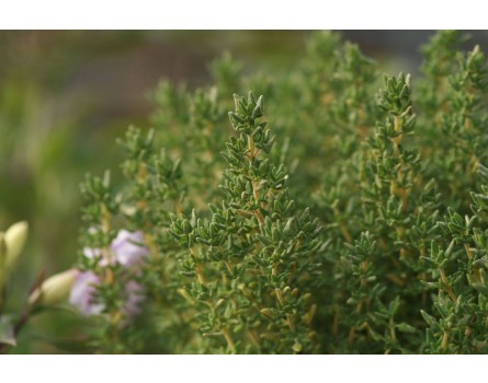 Thymus vulgaris 'Rosenduft' (Rosenduft-Thymian)