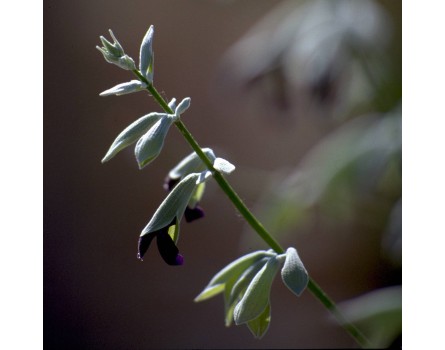 Peruanischer Salbei (Salvia discolor)