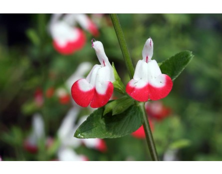 Pfirsichsalbei (Salvia greggii 'Hot Lips')