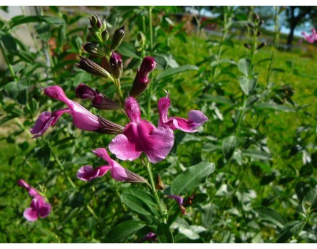Pfirsichsalbei-Sorte (Salvia greggii 'Icing Sugar')